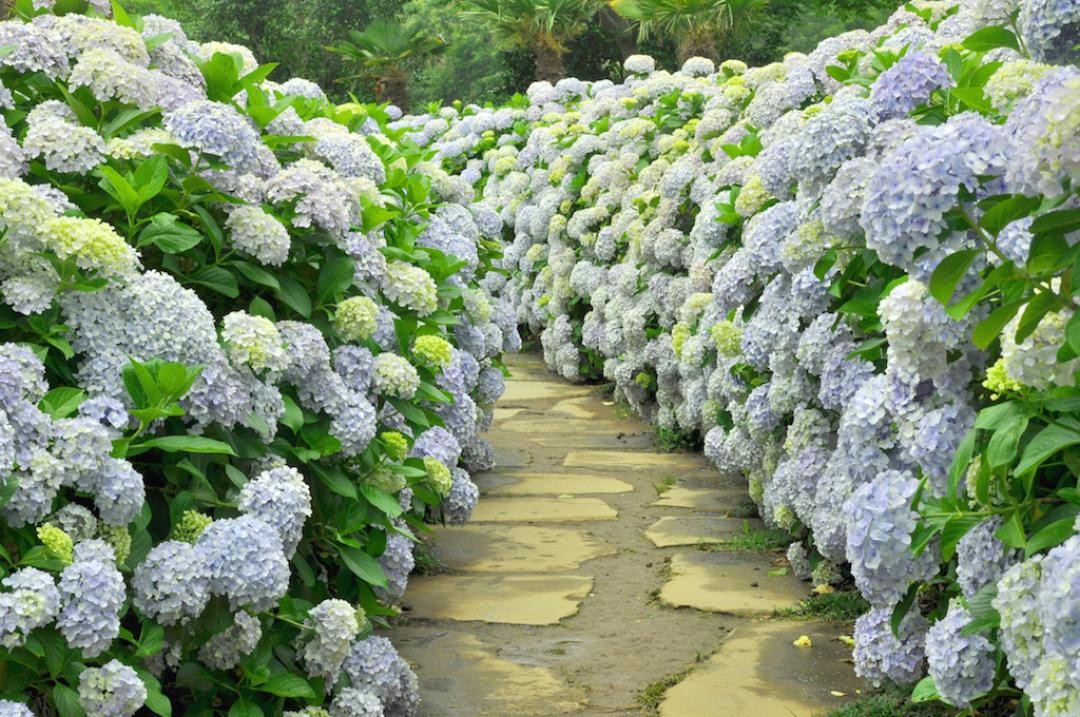 山茶花之丘