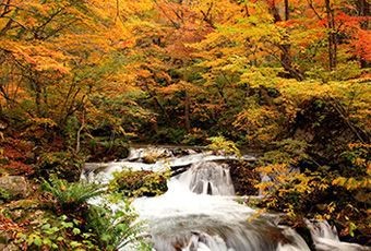 秋風紅葉～奧入瀨溪+十和田湖+大內宿古街+松島遊船+阿武隈洞+溫泉美食七日~入住四晚溫泉飯店(長榮)